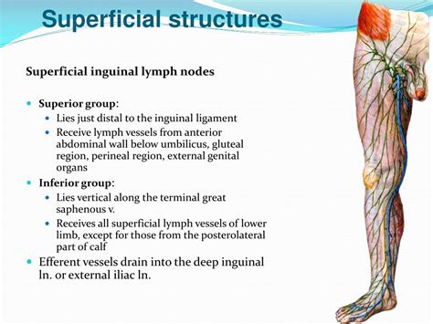 inguinal lymph nodes drainage